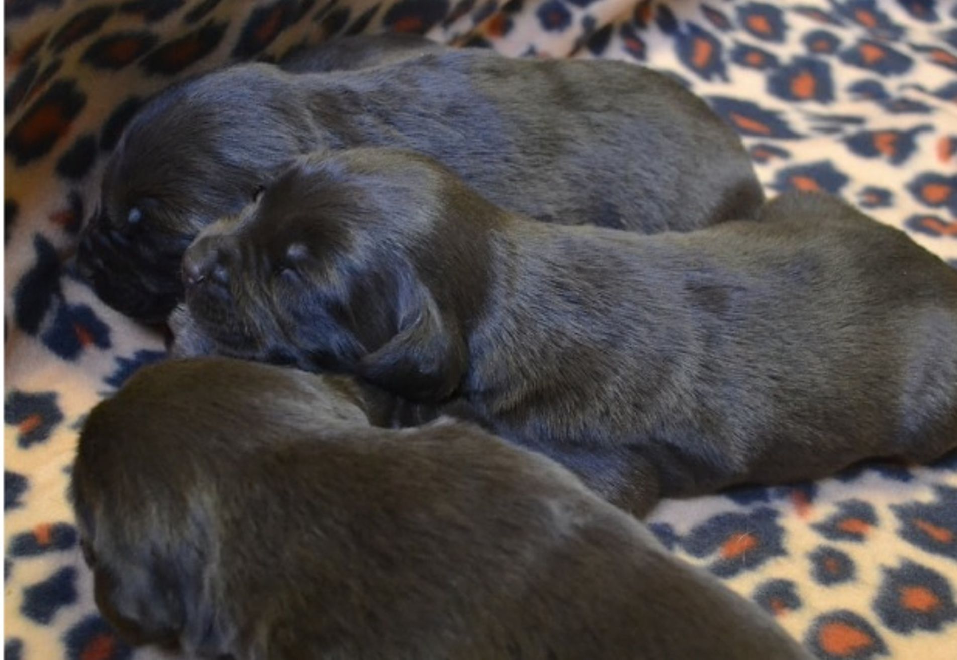 Bruine en Zwarte Labrador pups verwacht (met stamboom)
