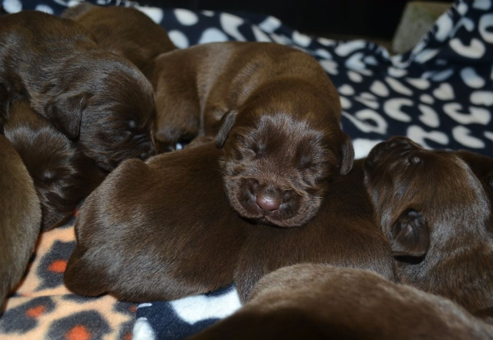 Bruine en Zwarte Labrador pups verwacht (met stamboom)