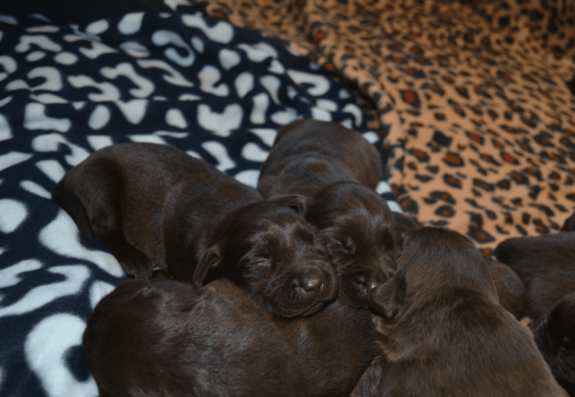 Bruine en Zwarte Labrador pups verwacht (met stamboom)