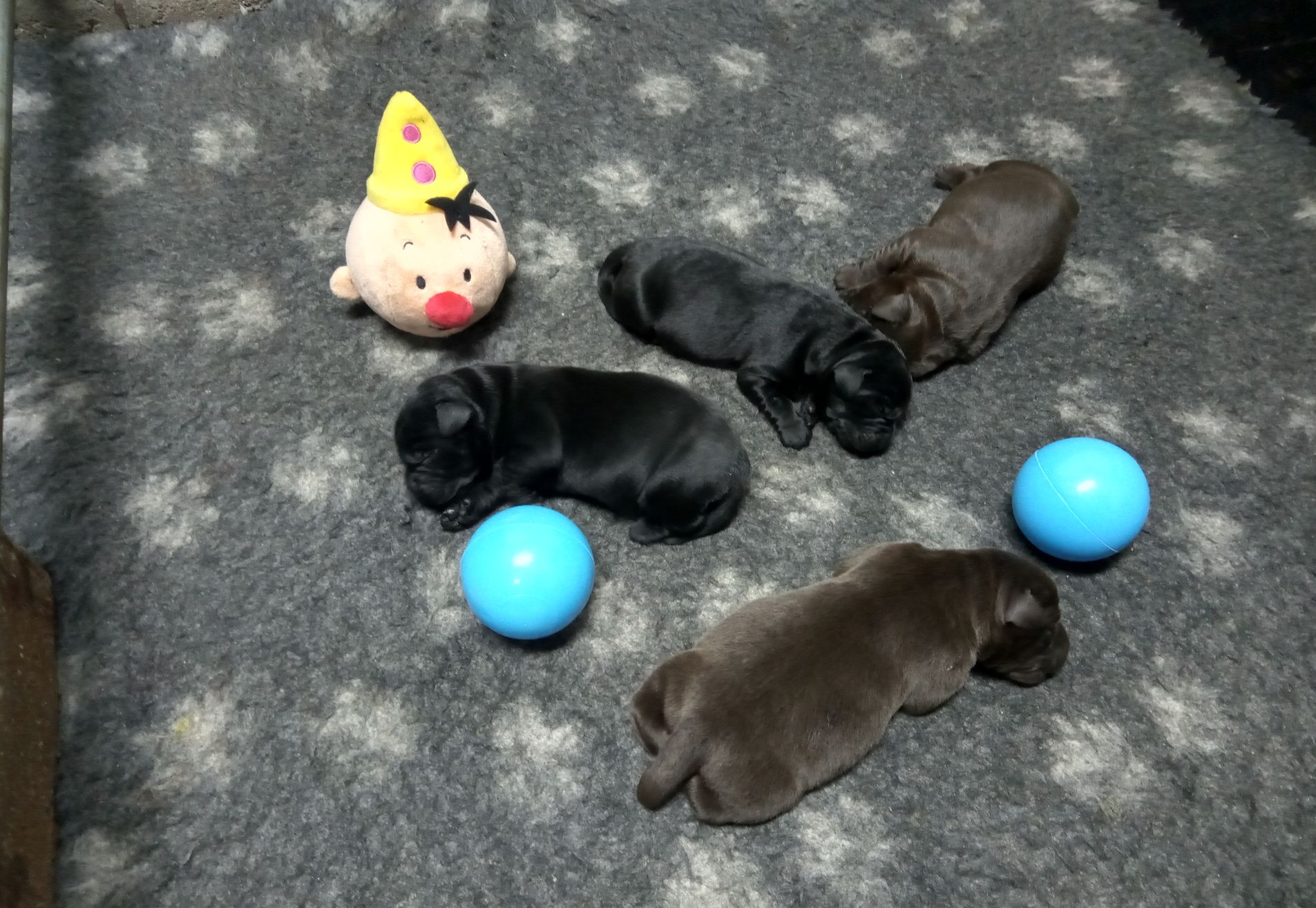 Labrador pups VERWACHT met stamboom