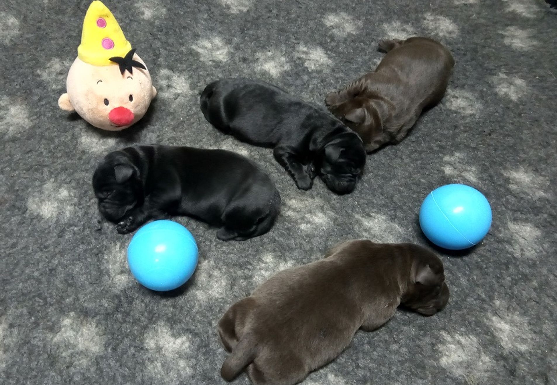 Labrador pups VERWACHT met stamboom