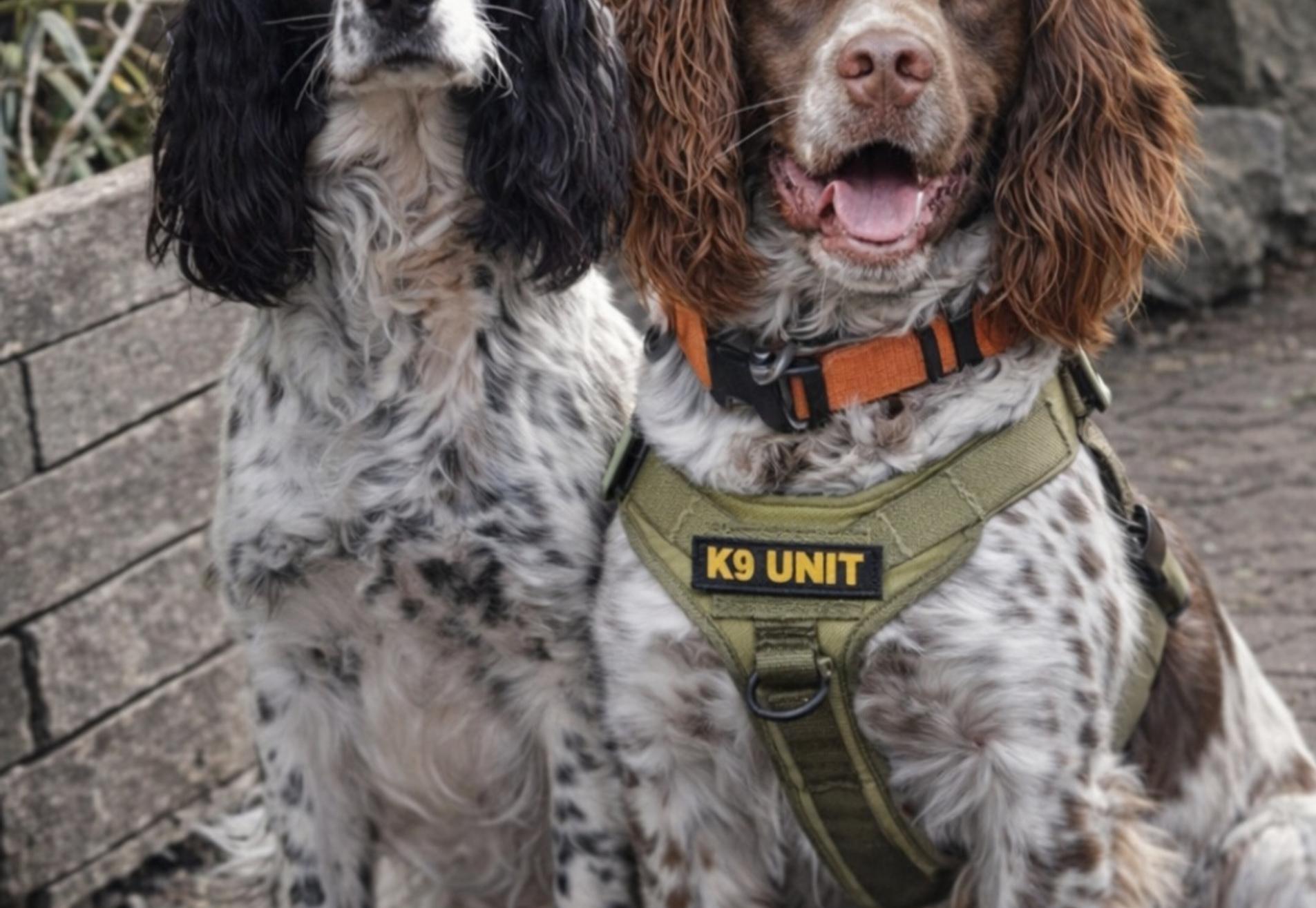 Verwacht Engelse springer spaniel pups