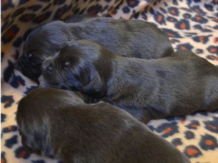 Bruine en Zwarte Labrador pups verwacht (met stamboom)
