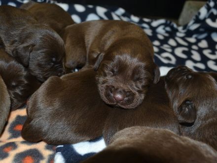 Bruine en Zwarte Labrador pups verwacht (met stamboom)