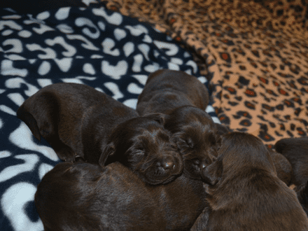 Bruine en Zwarte Labrador pups verwacht (met stamboom)
