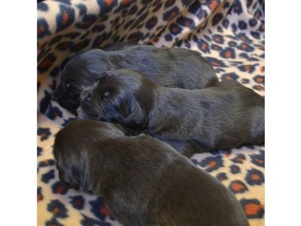 Bruine en Zwarte Labrador pups verwacht (met stamboom)