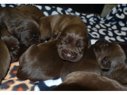 Bruine en Zwarte Labrador pups verwacht (met stamboom)
