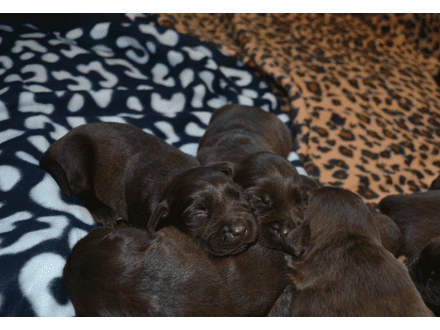Bruine en Zwarte Labrador pups verwacht (met stamboom)