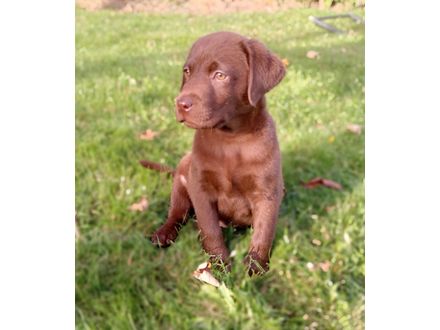 Super lief Labrador pup teefje bruin met stamboom