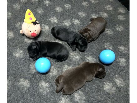 Labrador pups VERWACHT met stamboom